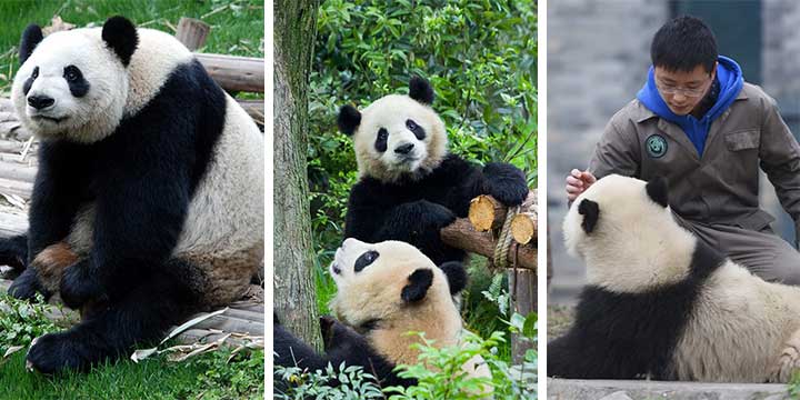 Tour del Panda di Cina per 12 Giorni