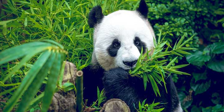 Base di Ricerca e Allevamento di Panda Gigante a Chengdu