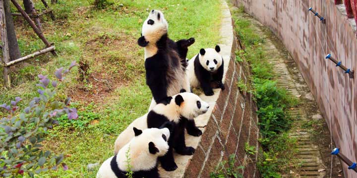 Base di Ricerca e Allevamento di Panda Gigante a Chengdu