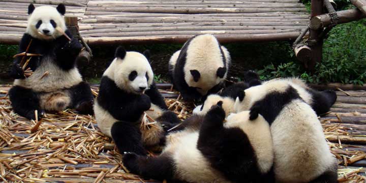 la Base di Ricerca e Allevamento di Panda Gigante a Chengdu