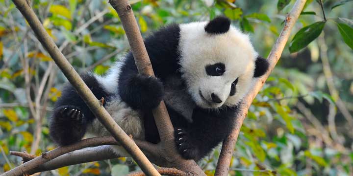 Base di Ricerca e Allevamento di Panda Gigante a Chengdu