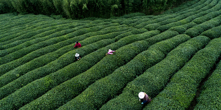 Pueblo de té de Meijiawu
