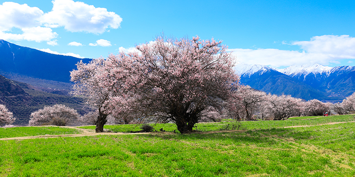 Fiori di pesco di Nyingchi