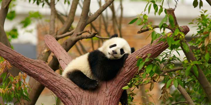 Base di ricerca di Chengdu per l'allevamento dei panda giganti