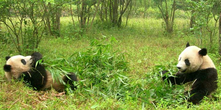 Tour familiar de 11 días por el río Yangtze y los pandas