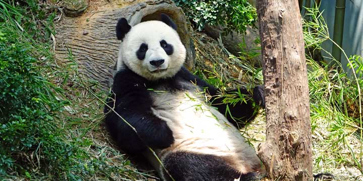 Tour dei panda per famiglie in Cina di 11 giorni