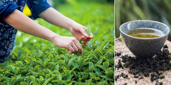 Tè Oolong Anxi